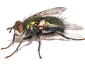 Gymnocheta viridis